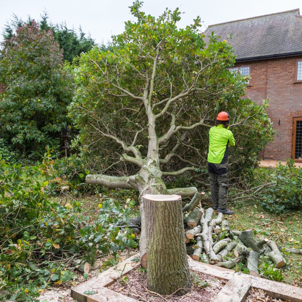 Fällung eines Baumes auf einen Grundstück