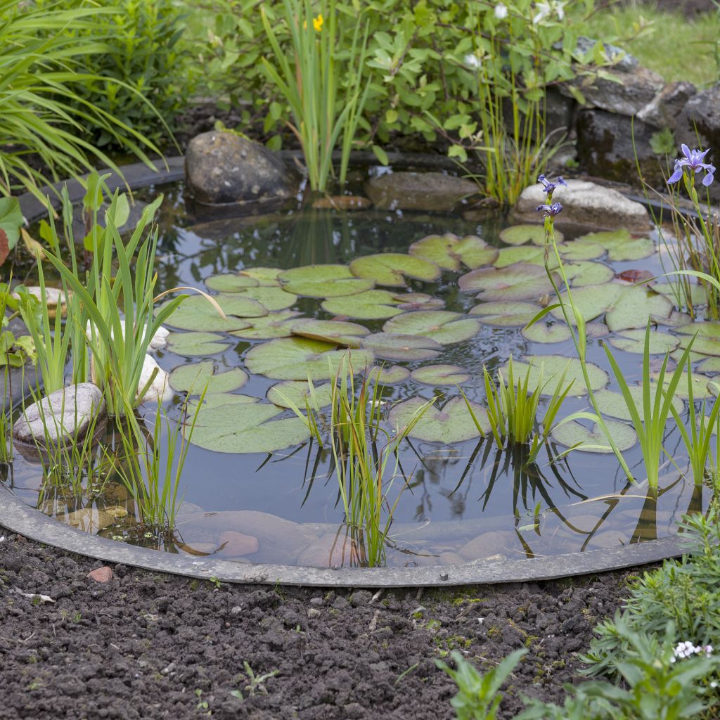 Teichbau mit Seerosen